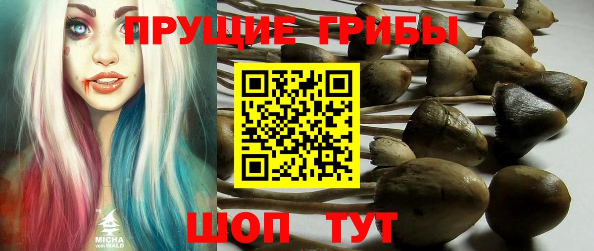 Псилоцибиновые грибы MAGIC MUSHROOMS  Вход с VPN  Куйбышев  Галлюциногенные грибы мицелий 
